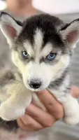 Topaz , a male Siberian Husky for sale in Liberty, MS – 4 of 9