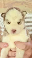     Cooper, a male Siberian Husky for sale in Liberty, MS – 3 of 6