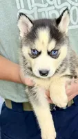 Lola, a female Siberian Husky for sale in Liberty, MS – 4 of 6