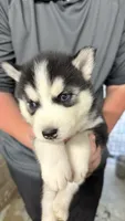 Fern, a female Siberian Husky for sale in Liberty, MS – 5 of 5
