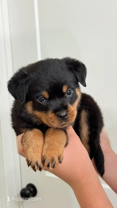 Butch – Rottweiler puppy for sale in Liberty, MS