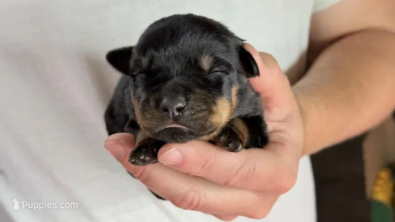Delilah  – Rottweiler puppy for sale in Liberty, MS