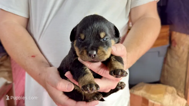 Butch – Rottweiler puppy for sale in Liberty, MS