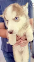 Coco, a female Siberian Husky for sale in Liberty, MS – 3 of 8