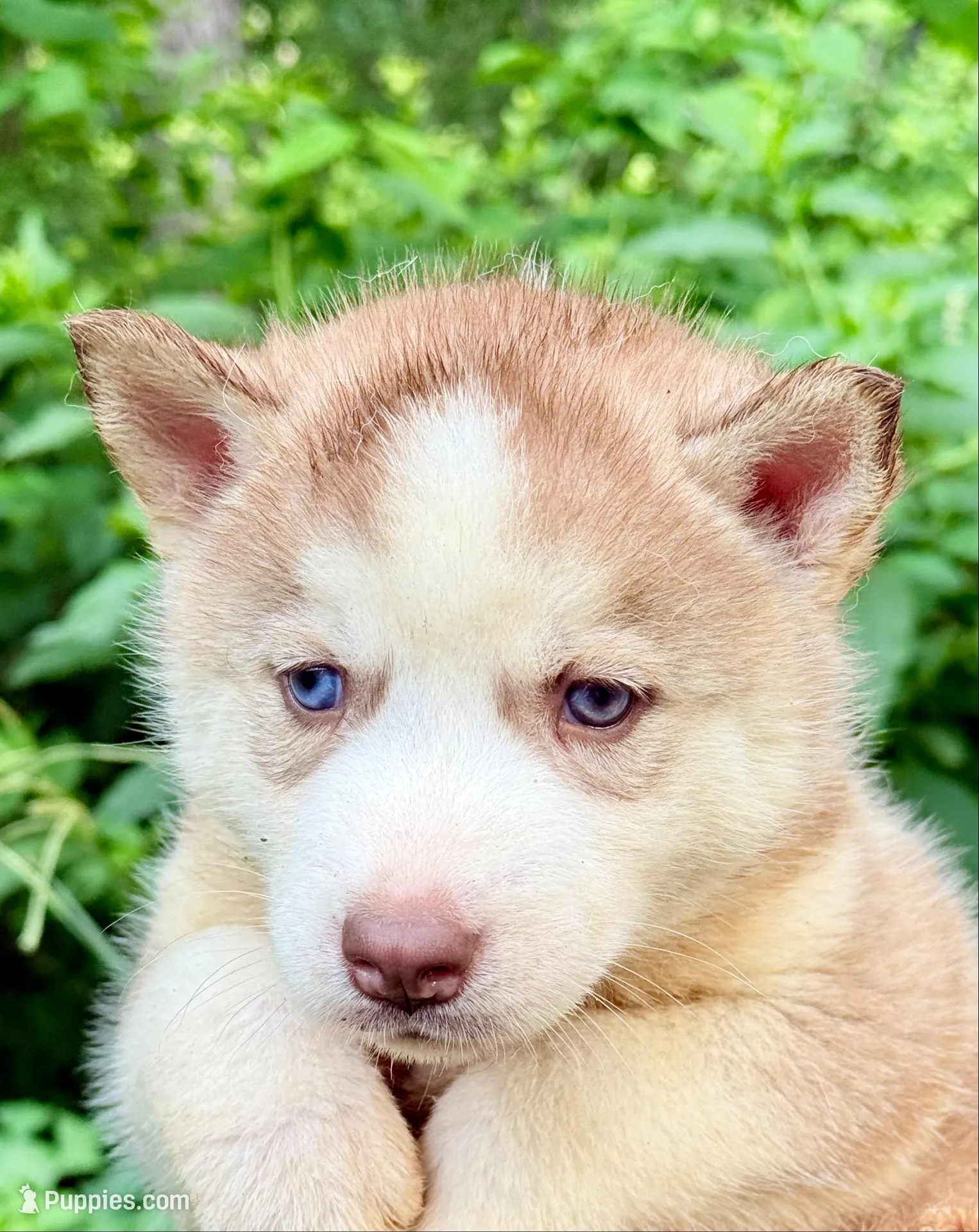 Bolt, a male Siberian Husky for sale in Liberty, MS – 3 of 8