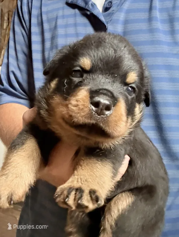 Tank  – Rottweiler puppy for sale in Liberty, MS