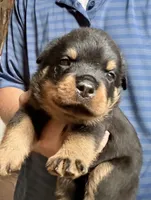 Tank , a male Rottweiler for sale in Liberty, MS – 1 of 1