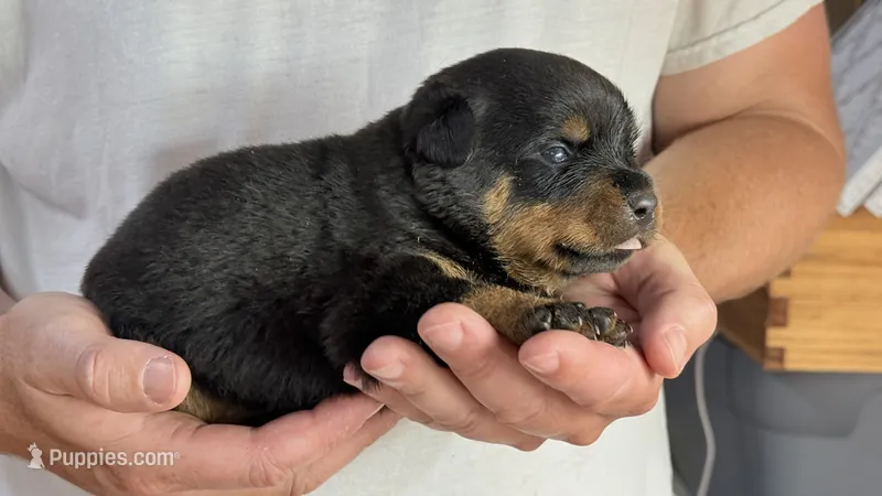Jack – Rottweiler puppy for sale in Liberty, MS