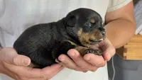 Jack, a male Rottweiler for sale in Liberty, MS – 1 of 1
