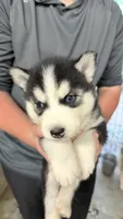 Fern, a female Siberian Husky for sale in Liberty, MS – 1 of 5