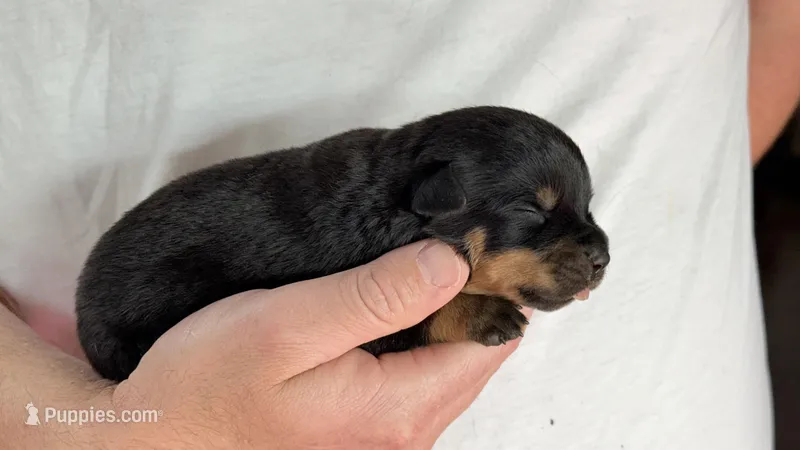 Lugnut  – Rottweiler puppy for sale in Liberty, MS
