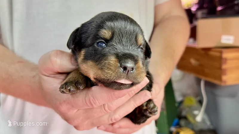 Lugnut  – Rottweiler puppy for sale in Liberty, MS