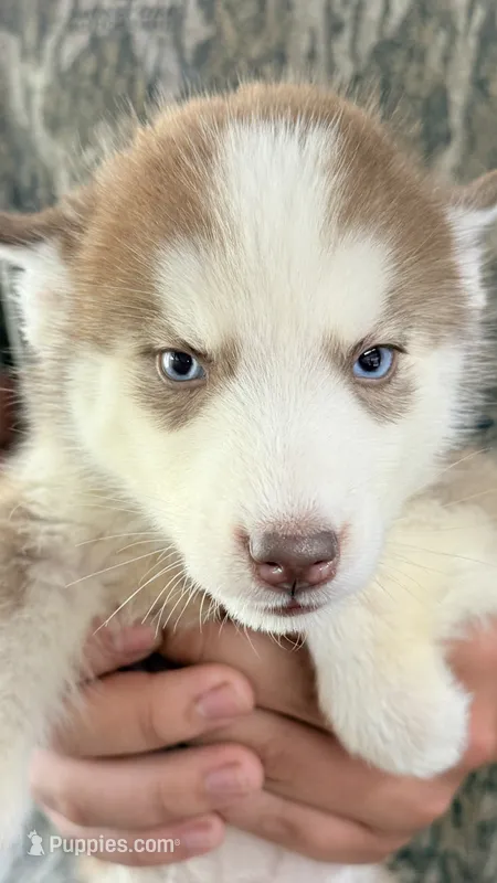 Blue eyed rose , a female Siberian Husky for sale in Liberty, MS – 1 of 5