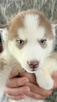 Blue eyed rose , a female Siberian Husky for sale in Liberty, MS – 1 of 5