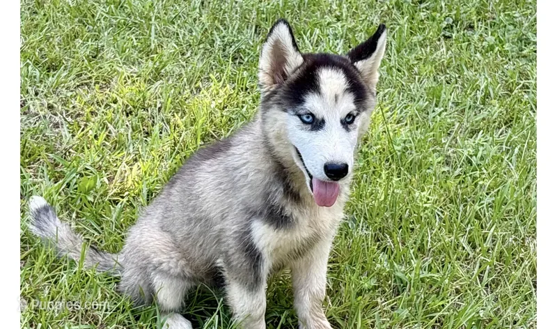 Lane – Siberian Husky puppy for sale in Liberty, MS