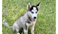 Lane, a male Siberian Husky for sale in Liberty, MS – 1 of 1
