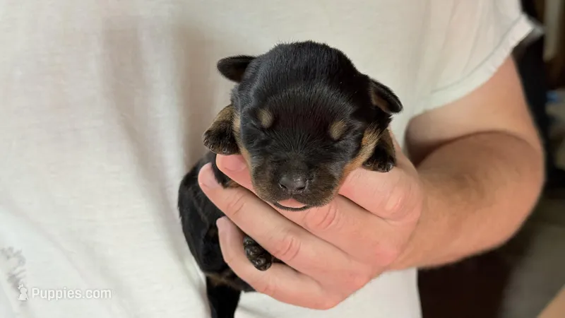 Grofica  – Rottweiler puppy for sale in Liberty, MS
