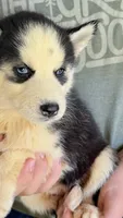Lilly, a male Siberian Husky for sale in Liberty, MS – 4 of 4