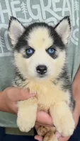 Lilly, a male Siberian Husky for sale in Liberty, MS – 2 of 4