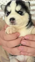 Cookie, a female Siberian Husky for sale in Liberty, MS – 2 of 6