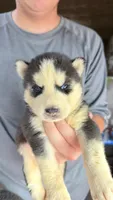     Loki, a male Siberian Husky for sale in Liberty, MS – 4 of 4