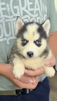 Lana, a female Siberian Husky for sale in Liberty, MS – 2 of 8