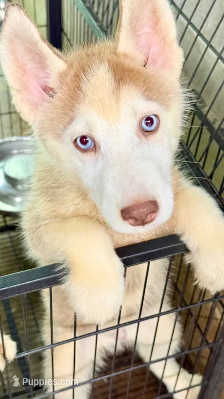 Titian  – Siberian Husky puppy for sale in Liberty, MS