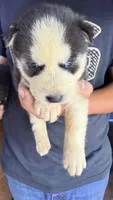 Liberty, a male Siberian Husky for sale in Liberty, MS – 3 of 4