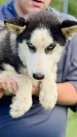 Lacy, a female Siberian Husky for sale in Liberty, MS – 7 of 7