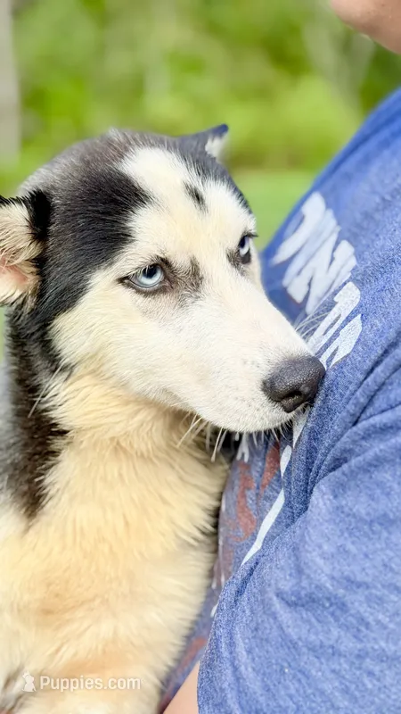 Lilly – Siberian Husky puppy for sale in Liberty, MS
