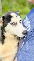 Lilly, a female Siberian Husky for sale in Liberty, MS – 2 of 9