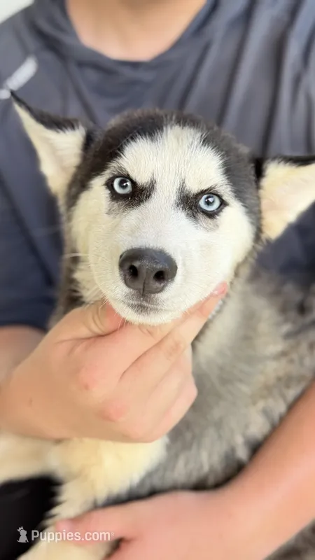 Loki – Siberian Husky puppy for sale in Liberty, MS