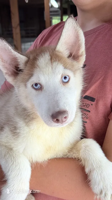 Titian  – Siberian Husky puppy for sale in Liberty, MS