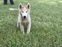 Phantom, a male Siberian Husky for sale in Liberty, MS – 6 of 6