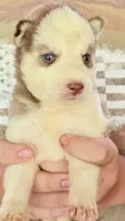     Cooper, a male Siberian Husky for sale in Liberty, MS – 6 of 6