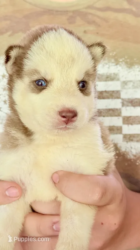     Cooper – Siberian Husky puppy for sale in Liberty, MS