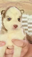     Cooper, a male Siberian Husky for sale in Liberty, MS – 1 of 6