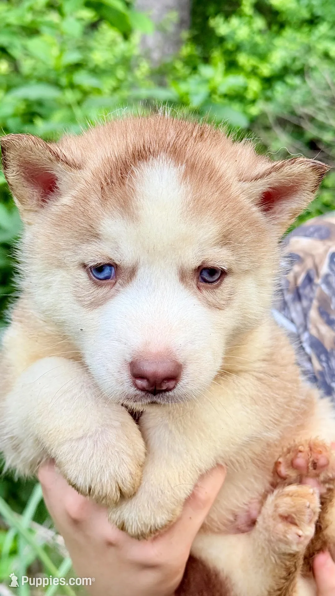 Bolt, a male Siberian Husky for sale in Liberty, MS – 8 of 8