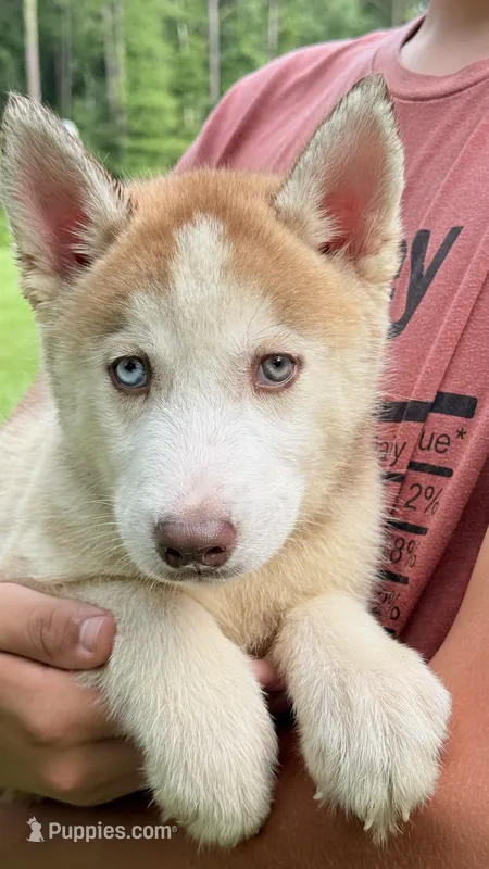 Bolt – Siberian Husky puppy for sale in Liberty, MS