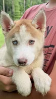 Bolt, a male Siberian Husky for sale in Liberty, MS – 2 of 6
