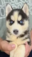 Liberty, a male Siberian Husky for sale in Liberty, MS – 3 of 6