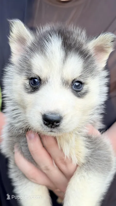 Shadow – Siberian Husky puppy for sale in Liberty, MS