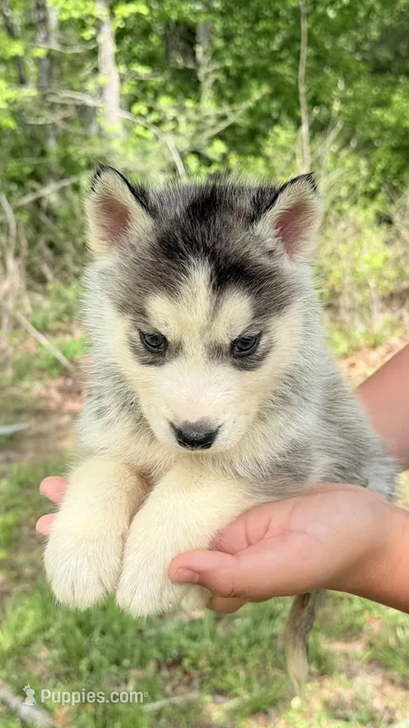 Shadow – Siberian Husky puppy for sale in Liberty, MS
