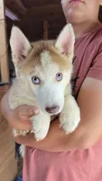 Bolt, a male Siberian Husky for sale in Liberty, MS – 4 of 6