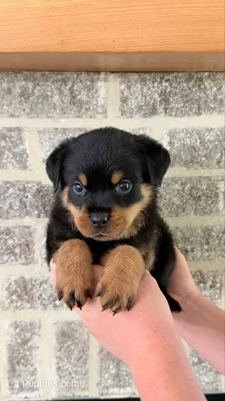 Lugnut  – Rottweiler puppy for sale in Liberty, MS
