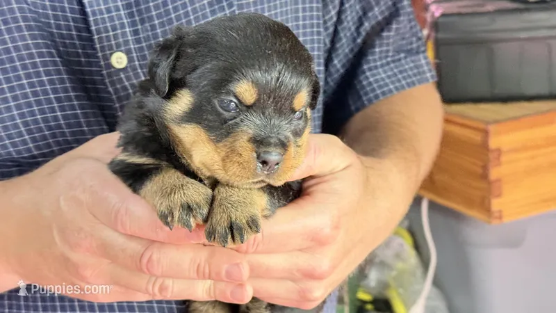 Lugnut  – Rottweiler puppy for sale in Liberty, MS