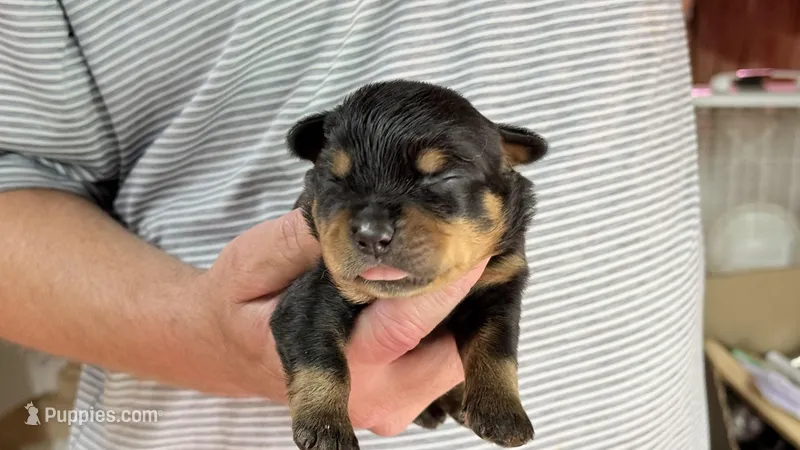 Lugnut  – Rottweiler puppy for sale in Liberty, MS
