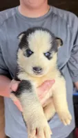 Leo, a male Siberian Husky for sale in Liberty, MS – 4 of 4