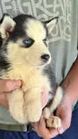 Lilly, a male Siberian Husky for sale in Liberty, MS – 3 of 4