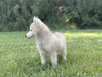 Lasso , a male Siberian Husky for sale in Liberty, MS – 3 of 6